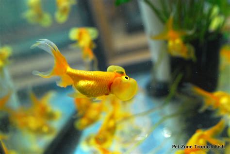 Fancy Goldfish For Sale: Bubble Eye Goldfish