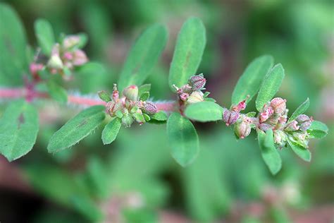 Minnesota Seasons - spotted spurge