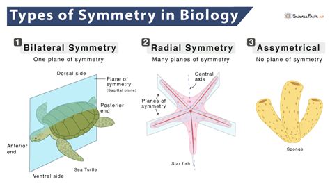 Biradial Symmetry