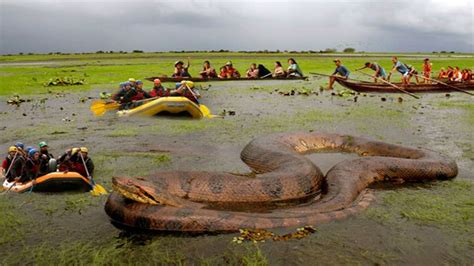 Giant anaconda - Alchetron, The Free Social Encyclopedia