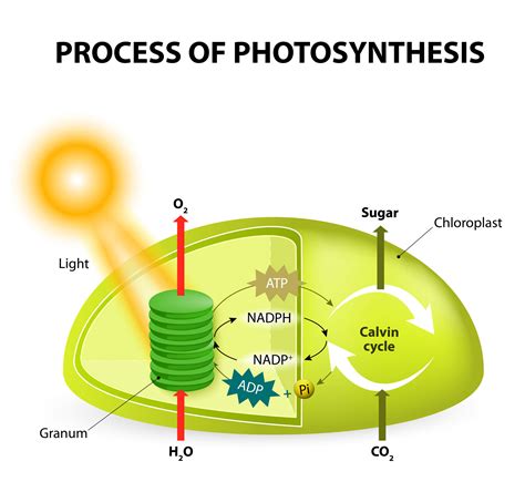 Photosynthesis system – www.maziveng.com