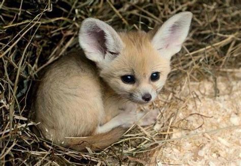 108 best images about Fennec fox on Pinterest | Chihuahuas, Red fox and Pets