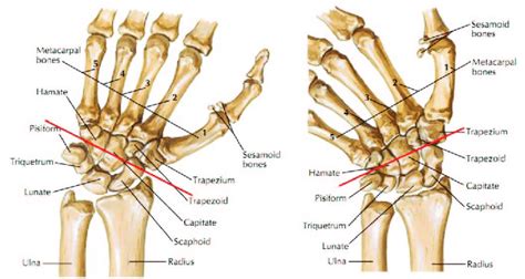 The rotation axis changes with the wrist movements [12] | Download Scientific Diagram