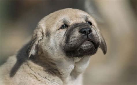 Anatolian (Kangal) Shepherd Puppies Behavior And Characteristics In Different Months Until One Year