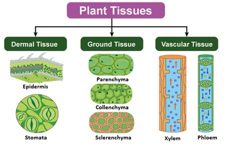 Permanent Plant Tissue Diagram