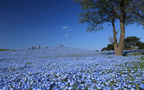 Over 4 Million Blue Flowers Bloomed at a Japanese Park