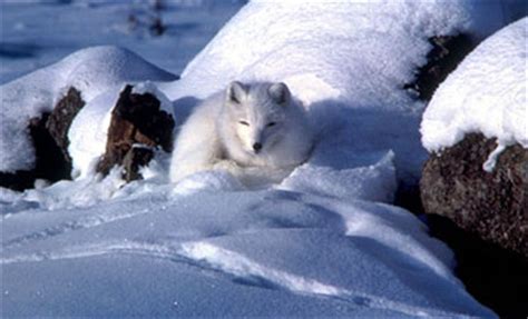 Arctic Fox Predators