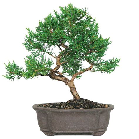 Shimpaku Juniper Bonsai Care | BonsaiOutlet.com