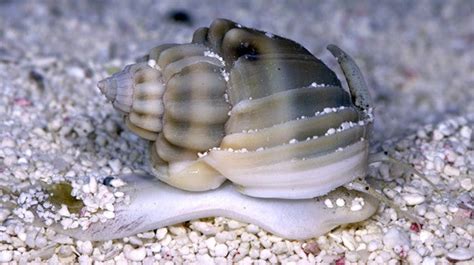 Buy Nassarius Snail Online | Aquarium Snails for Sale - Vivid Aquariums