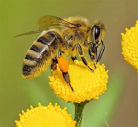 Honey Bee Pollination Facts - Carolina Honeybees | Bee pictures, Bee, Bee facts