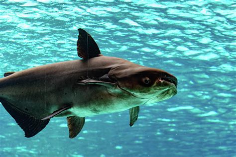 An endangered mekong giant catfish Pangasianodon gigas while swi Photograph by Bill Roque | Pixels