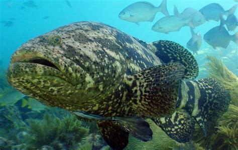 Atlantic Goliath Grouper - Oceana