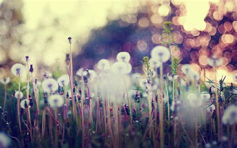 vintage flowers wallpaper hd 10471 | Dandelion wallpaper, Vintage flowers wallpaper, Bokeh wallpaper