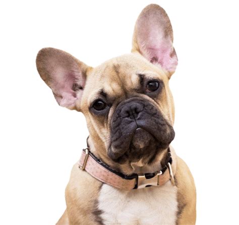 French Bulldog PNG Transparent Images