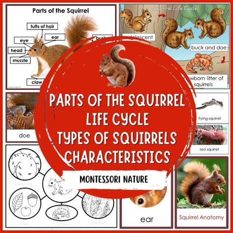 Parts of a Squirrel Life Cycle Pack - Montessori Nature Printables