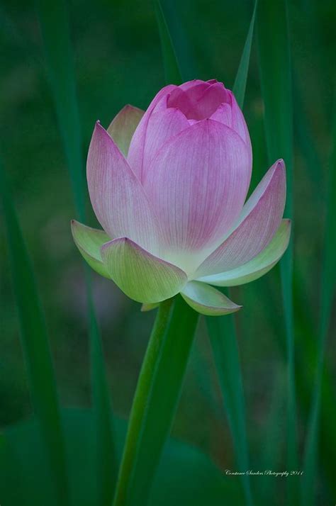 Lotus Bud Photograph by Constance Sanders