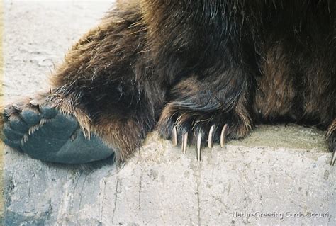 "~Grizzly Bear Claws" by NatureGreeting Cards ©ccwri | Redbubble