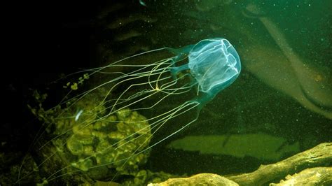 Box Jellyfish: World's Most Venomous Sea Creature | HowStuffWorks