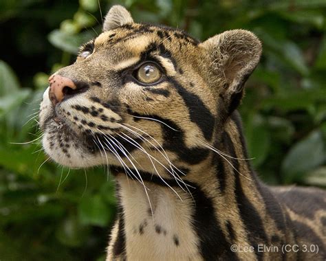 CLOUDED LEOPARD (Neofelis nebulosa)