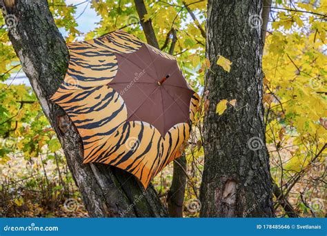 Open Bright Umbrella on Tree Branches in the Park, Autumn Landscape ...