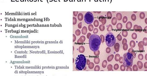 Sel Darah Putih (Leukosit) Beserta Fungsinya - Biologisites