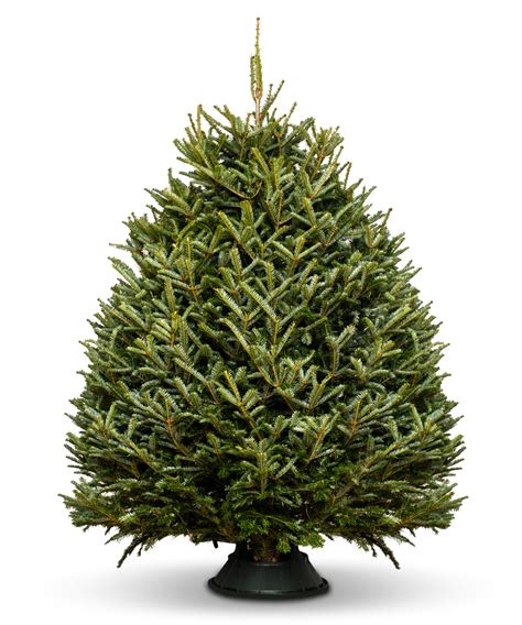 Fraser Fir Real Christmas Tree - ChristmasTrees.co.uk