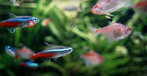 What Is Neon Tetra Disease and How Can It Be Prevented? – Aquarium Co-Op