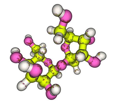 anatomy reference | Carbohydrates, Plant and animal cells, List of carbohydrates