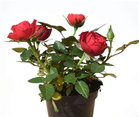 How to Repot Miniature Roses? - GardenZoo