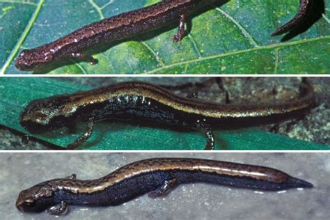 Three matchstick-sized salamander species discovered, already dying out | New Species | Earth ...