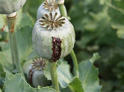 Buy 1 OUNCE OPIUM POPPY - Papaver Somniferum L - High Alkaloid Variety, High Germination Rate ...