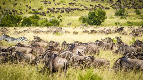 3 Days Masai Mara Safari | 3-day Wildebeest Safari Masai Mara