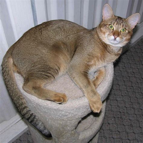 Chausie Cat Info, History, Personality, Kittens, Diet, Pictures