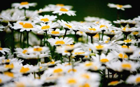 Daisies Wallpaper Phone at Charles Pope blog