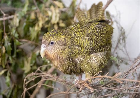 10 of New Zealand's most endangered species to keep an eye on for 2020 ...