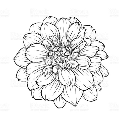 beautiful monochrome black and white dahlia flower isolated on... | Flower drawing, Flower ...