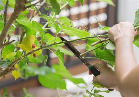 Mulberry Pruning » Top Trimming Tips