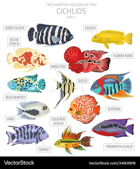 Cichlids fish freshwater aquarium fish icon set Vector Image