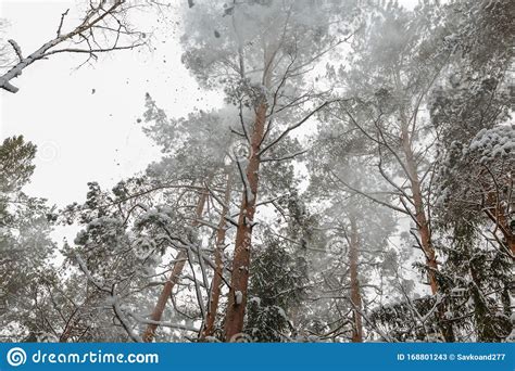 Snow Falling from Pine Trees Stock Image - Image of snowfall, vacation ...