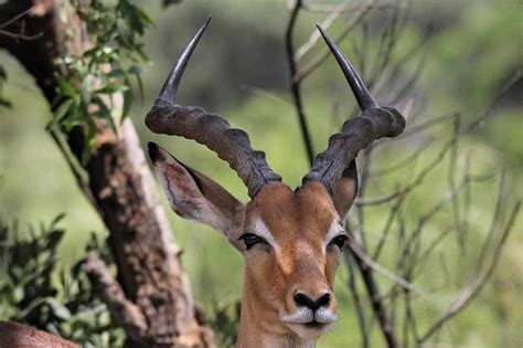 22 Unique African Animals with Beautiful Horns - Rhino Rest