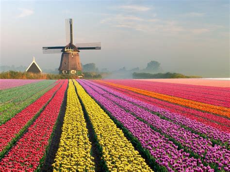 Colorful Tulip Fields and Dutch Windmills