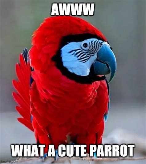 Cute Parrot : r/memes