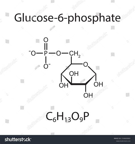 10 D Glucose 6 Phosphate Images, Stock Photos & Vectors | Shutterstock