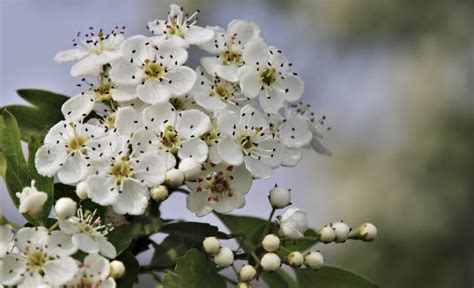 Hawthorn Flower: Meaning, Symbolism, and Colors | Pansy Maiden