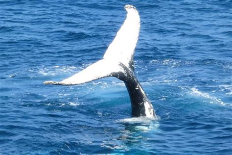 BEST Whale Watching in Trincomalee - Top Experiences - TrincoVisit