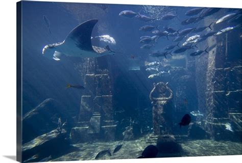 Bahamas, Paradise Island, Nassau, Aquarium inside Atlantis Resort Photo Canvas Print | Great Big ...