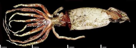 Giant Squids - Sea Monsters In Real Life - WorldAtlas