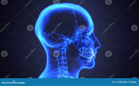 Skeleton and Teeth Anatomy. Medical Accurate 3D Illustration Stock Illustration - Illustration ...