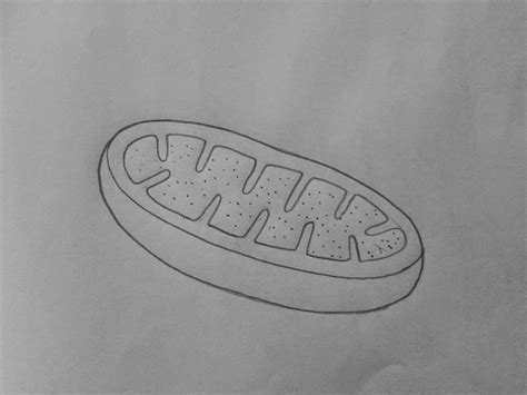 DRAW IT NEAT: How to draw Mitochondria