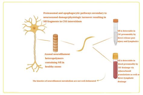 Neurofilament light chain (NfL) pathophysiology in CSF and blood.... | Download Scientific Diagram